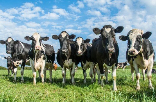cows